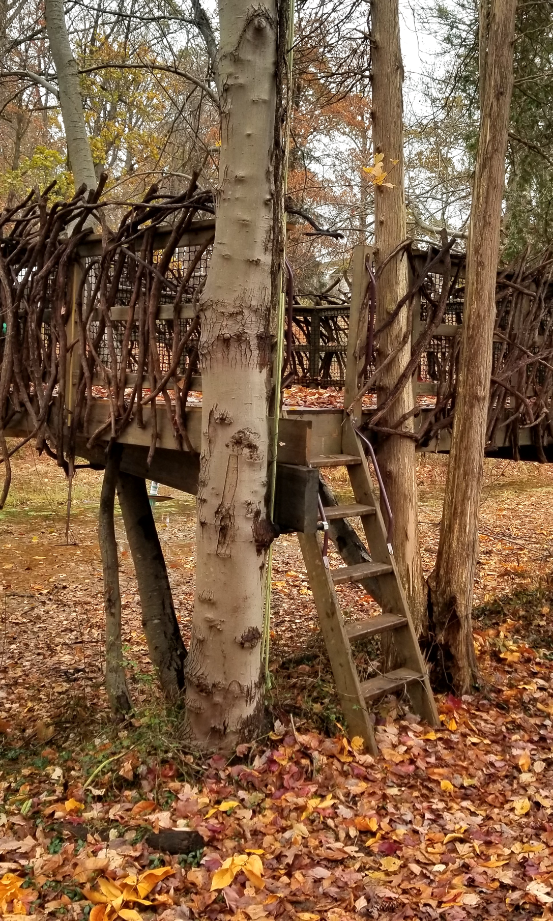 Treehouse World Adventure Park