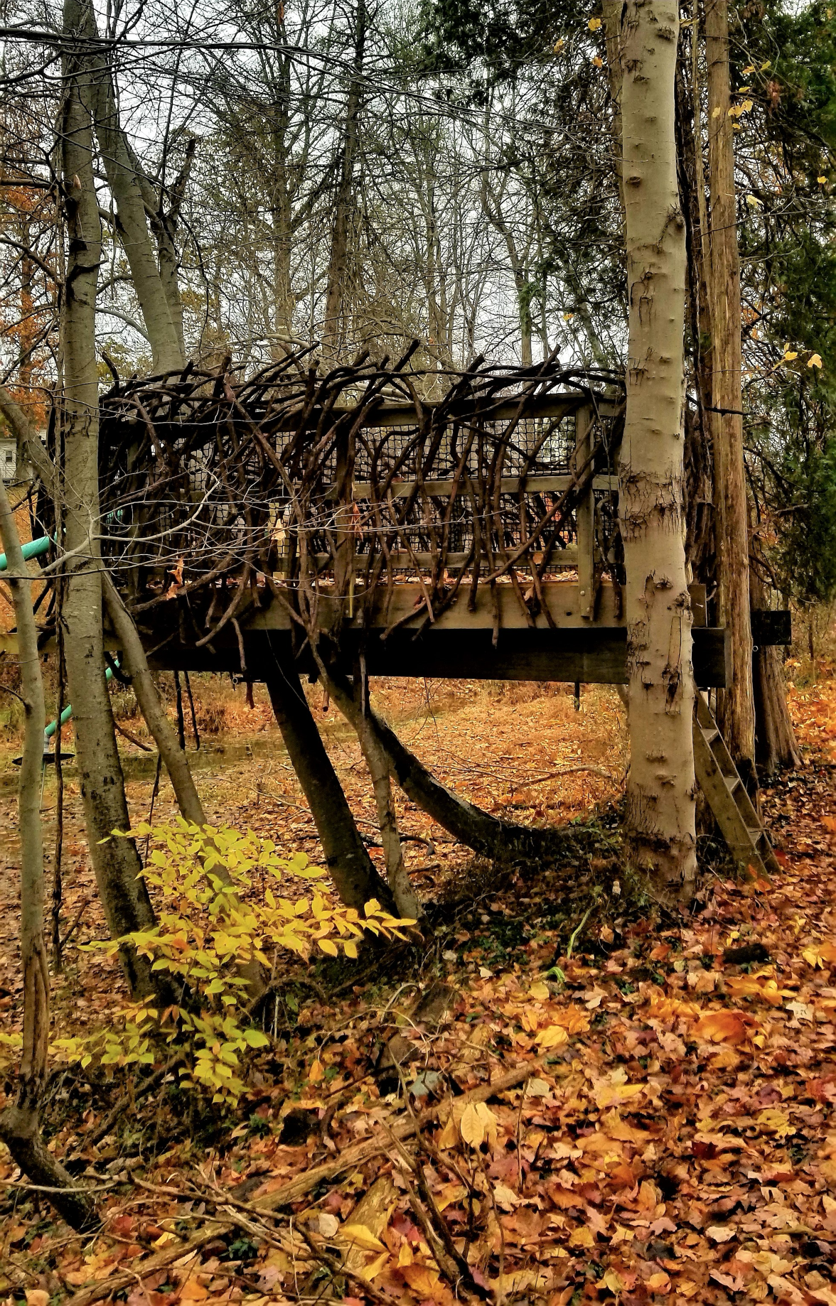 Treehouse World Adventure Park