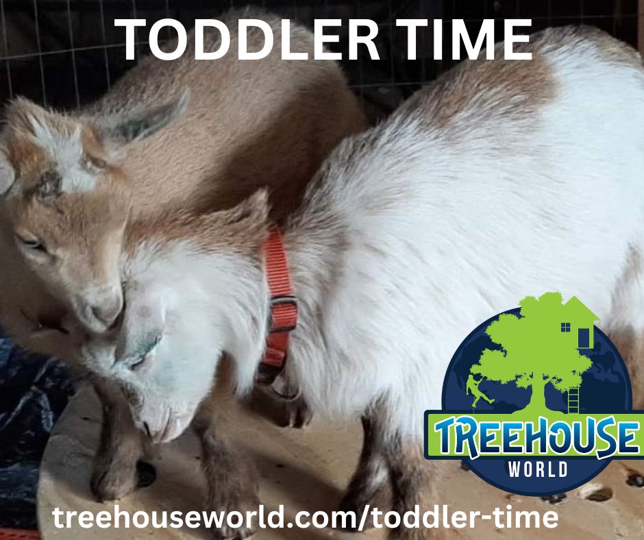Treehouse World Adventure Park