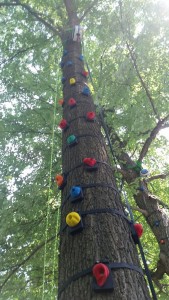 Rock Climbing Route on Trees