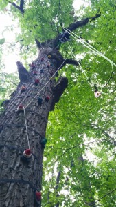 The Rock Climbing Tree at Treehouse World